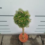 Jedľa kórejská (Abies koreana) ‘KRISTALLKUGEL’ - výška 50-60 cm, kont. C3L - NA KMIENKU